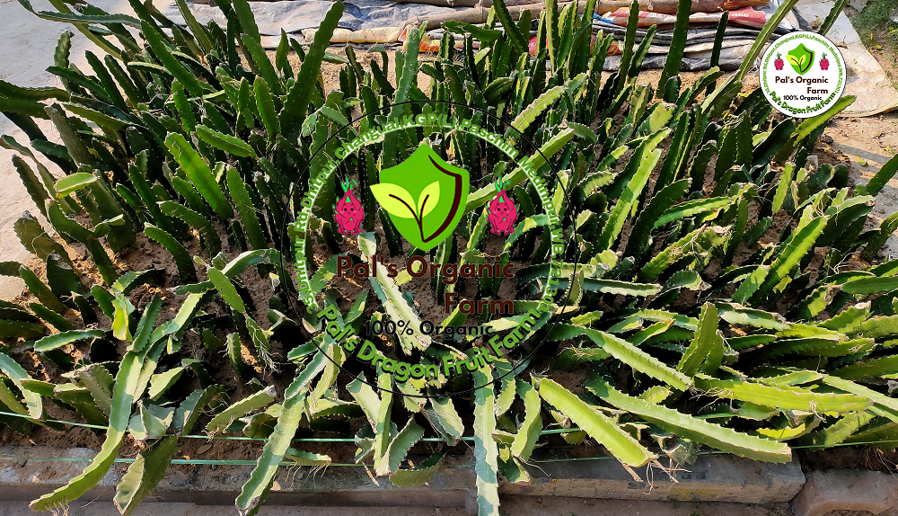 White Dragon Fruit Plant